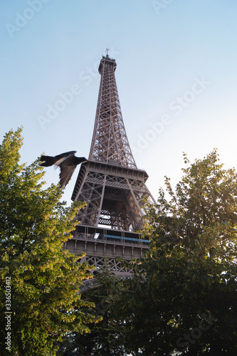 Paris Eiffel tower while pigeons fly  in France