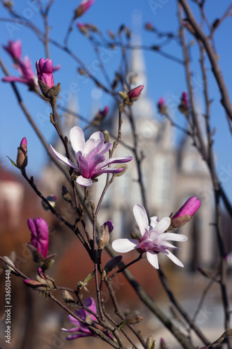 Terry pink magnolia blossoms against the background of an old church in spring, background. Multi-petal magnolia in Vinnitsya