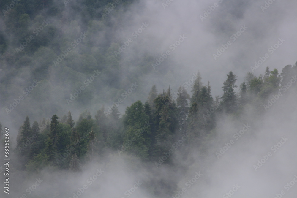 Fog among the trees in the mountains  