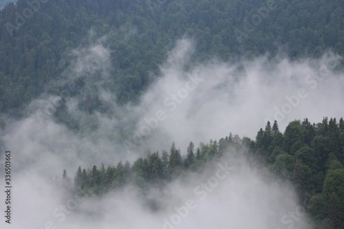 Fog among the trees in the mountains 