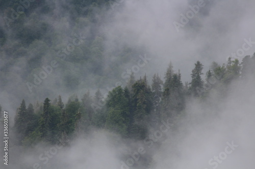 Fog among the trees in the mountains 