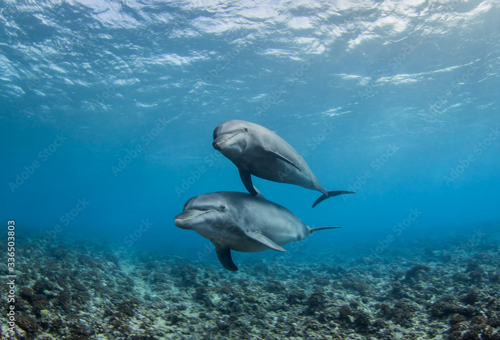 Fototapeta premium dolphin in blue water