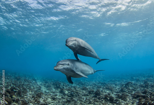 dolphin in blue water