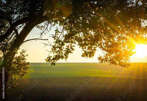 Sun flares shinning throigh the brancehs of the tree with green filed in the background. Sunny morning in a countryside.Spring and new season concept. 2020 photo