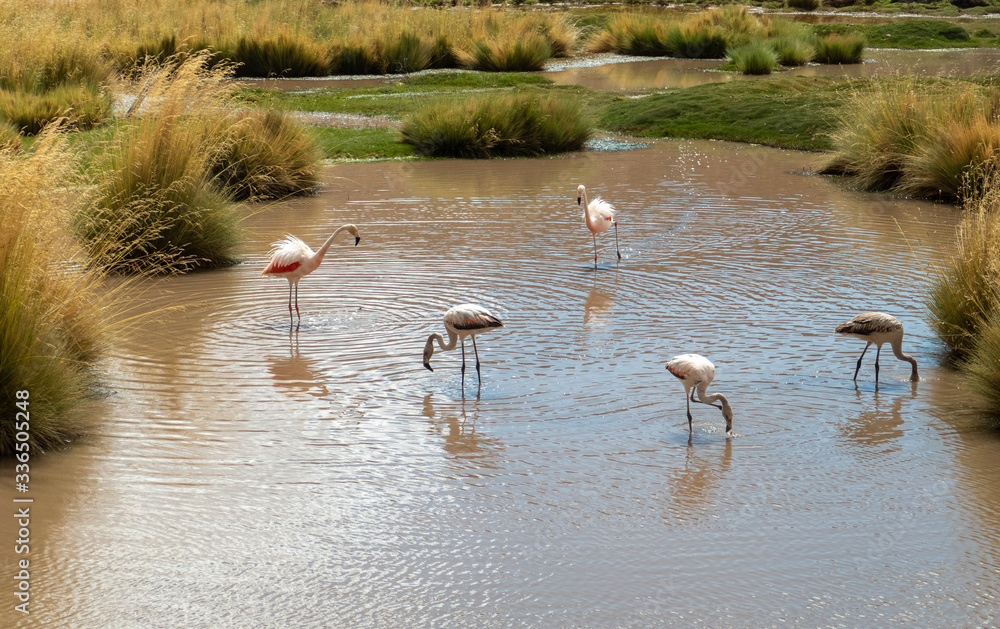 Naklejka premium Group of Pink Andean flamingos near San Pedro de Atacama, Atacama Desert, Chile. 