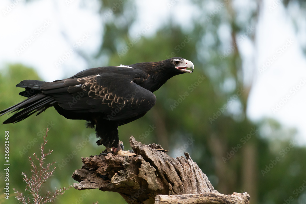 Fototapeta premium Wedgetail eagle on tree stump.