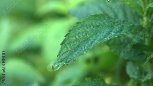 green mint grows in the yard and moves slowly from the wind