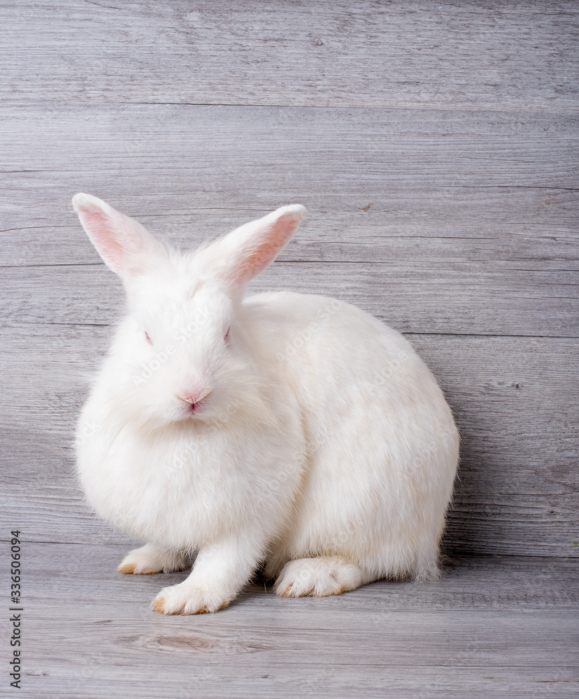 Obraz premium White adorable bunny rabbit with red eye stay on wooden gray background.