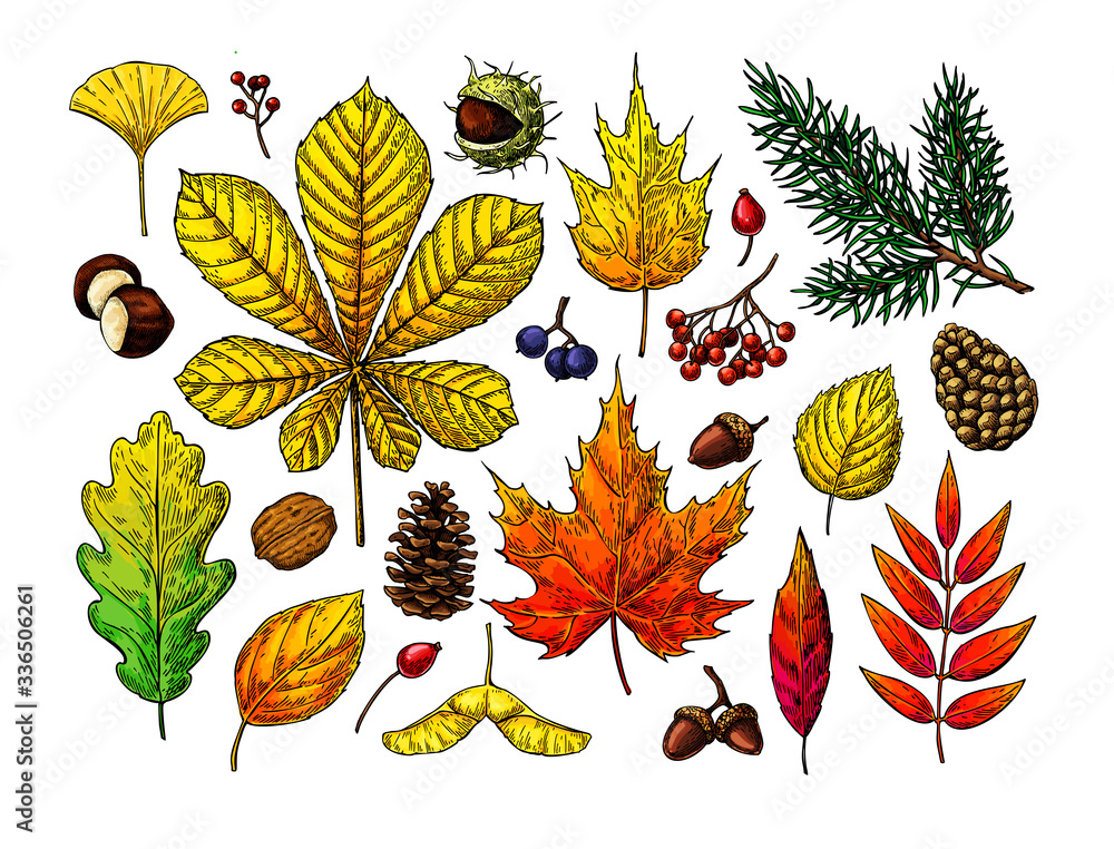 Autumn vector set with leaves, berries, fir cones, nuts, mushrooms and acorns sketches.