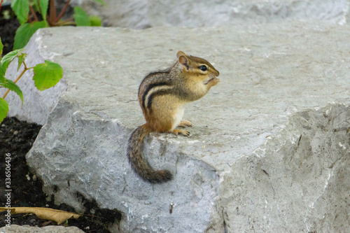 chipmunk eating nut