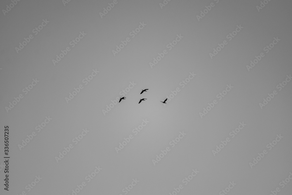 Beautiful birds in cold weather Beautiful birds in cold weather
