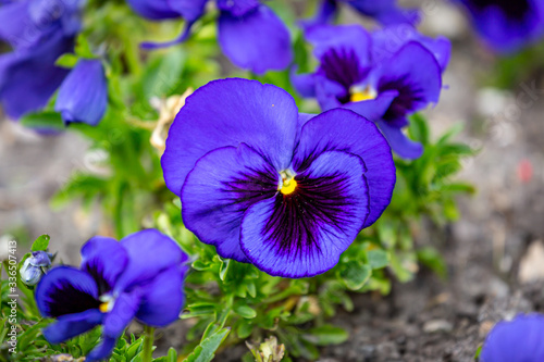 Vibrant Pansies with a Shallow Depth of Field