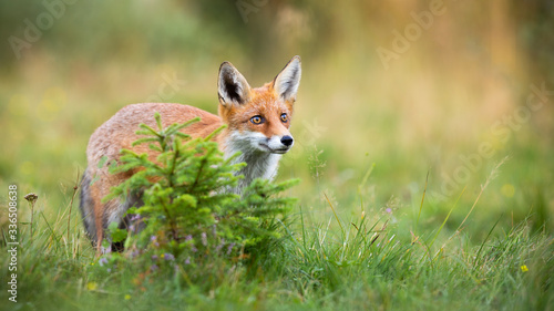 Cute red fox, vulpes vulpes, looking up on a vivid meadow in summer nature. Curious mammal observing with adorable eyes and copy space. Animal predator standing on glade. © WildMedia
