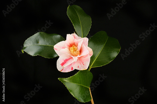 Variegated camellia against black