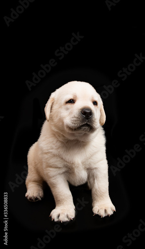 Labrador puppy isolated