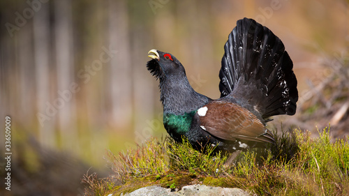 Majestic western capercaillie, tetrao urogallus, calling and courting in spring. Wild territorial bird showing off. Proud ground-living animal strutting with open tail feathers in its natural habitat. photo