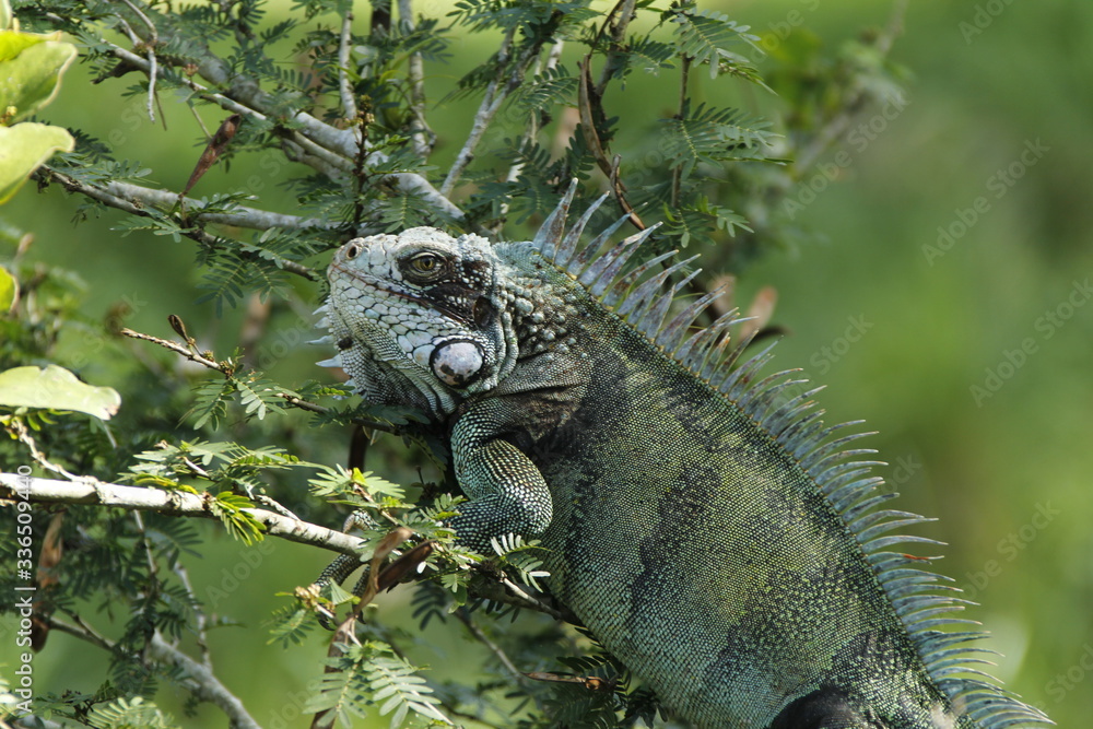 Iguana montada en arbol Iguana montada en arbol