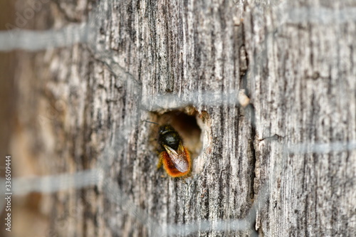 Bienen Wespen, Insekten Hotel - Nisthilfe mit gut getrocknetem Harholz, mit Maschendraht geschützt. 