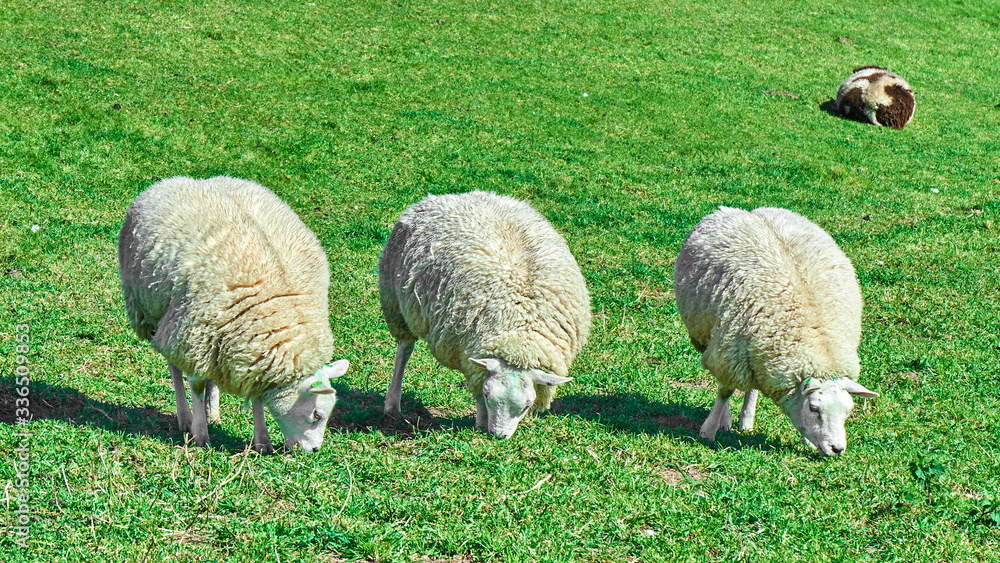 Sheep in a meadow in the Netherlands Sheep in a meadow in the Netherlands