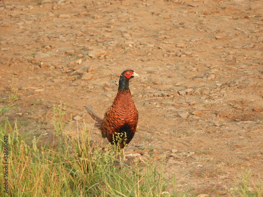 Fototapeta premium pheasant