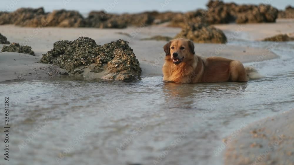 Medium shot of Asian Dog sitting and chilling on water at the beach during sunset. slow motion shot. Medium shot of Asian Dog sitting and chilling on water at the beach during sunset. slow motion shot.