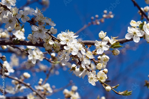 blooming branch of fruit tree in spring day