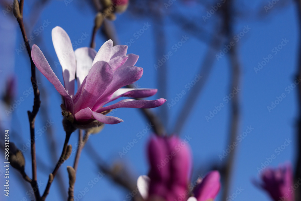 Terry pink magnolia on a background of blue sky blooms in clear weather in spring. Gentle multilobal magnolia in Vinnitsa Terry pink magnolia on a background of blue sky blooms in clear weather in spring. Gentle multilobal magnolia in Vinnitsa