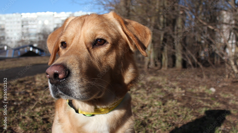 dog looks into the distance