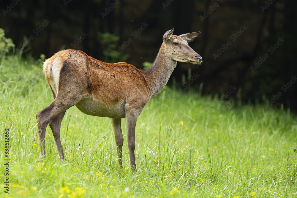 Attentive red deer, cervus elaphus, hind looking aside and listening with interest in summer with dark forest in background. Surprised female mammal with short tail on a green meadow in nature. Attentive red deer, cervus elaphus, hind looking aside and listening with interest in summer with dark forest in background. Surprised female mammal with short tail on a green meadow in nature.