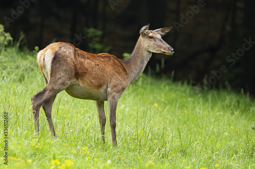 Attentive red deer, cervus elaphus, hind looking aside and listening with interest in summer with dark forest in background. Surprised female mammal with short tail on a green meadow in nature.