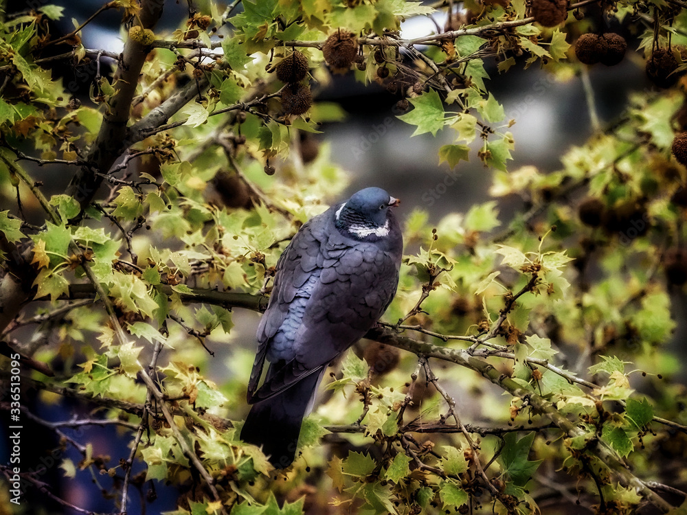 Obraz premium a dove on a tree branch