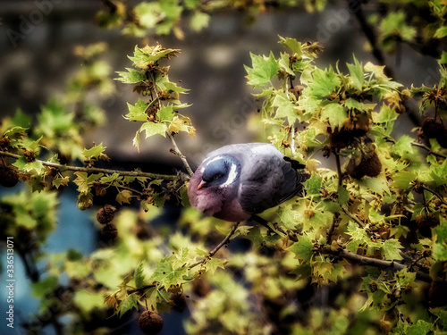 a dove on a tree branch