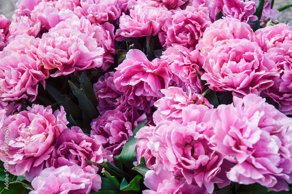 bunch of tulip flowers close up for background, flowerbed untypical macro, many petails bright colored