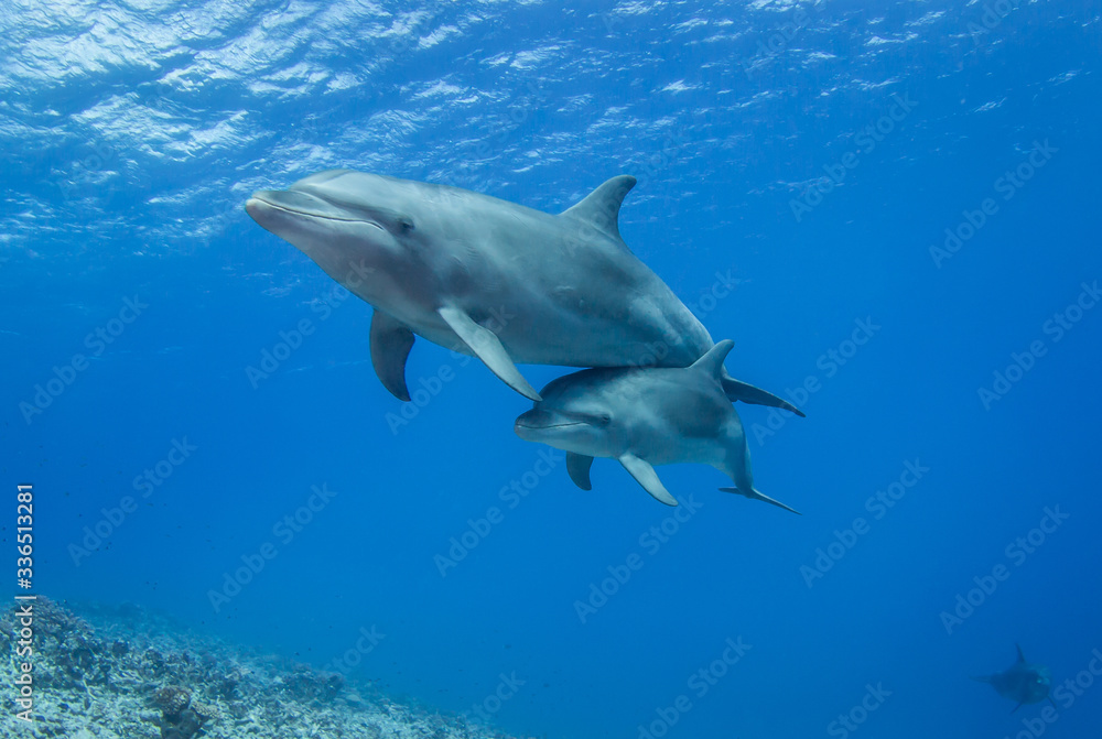 dolphin in the sea dolphin in the sea