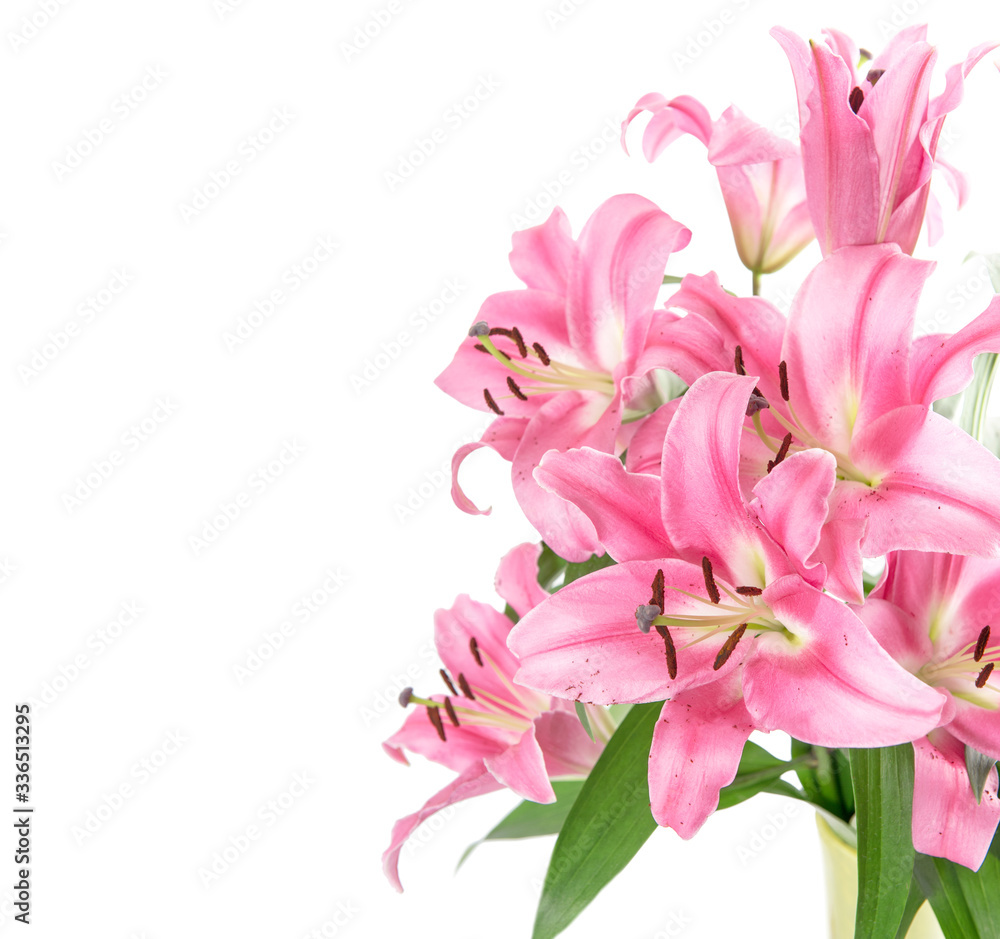 Pink lily flower blossoms isolated white background