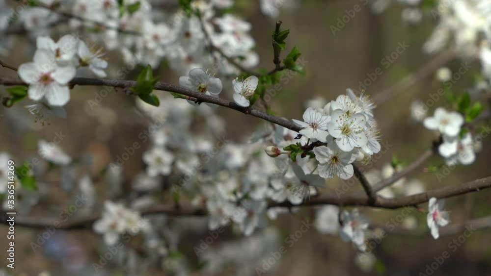 Spring flowering fruit trees, pure nature Spring flowering fruit trees, pure nature