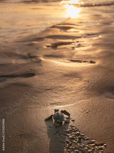 Rescued newborn baby of Endangered  green turtle going to the ocean for the first time. sunset footprints on the sandy beach