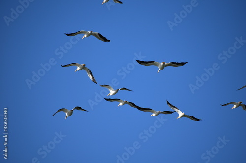 Pelicans in flight © BW Elwood