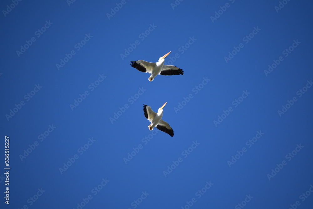 Pelicans in flight
