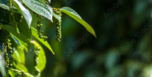 Vászonkép organic green pepper from kampot farm Cambodia