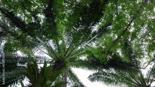 View see palm oil garden from the window of  car for a motion movement. Look like see passing through the palm oil plantation. Palm tree planted in rows for use in the palm oil production industry. 