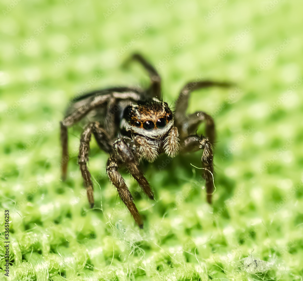 Close up of a jumping spider front view Close up of a jumping spider front view