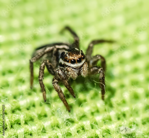 Close up of a jumping spider front view
