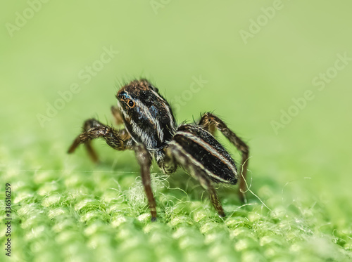 Close up of a jumping spider on a green pillow
