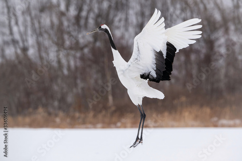 The Red-crowned crane, Grus japonensis The crane is dancing in beautiful artick winter environment Japan Hokkaido Wildlife scene from Asia nature.