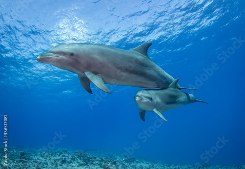 Fotografia dolphin in blue water
