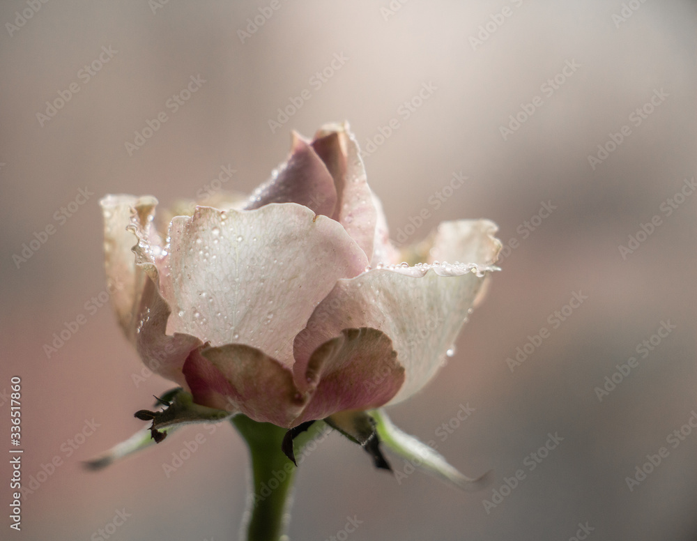 Fototapeta premium delicate rose with dew drops on the petals on a blurry beige background