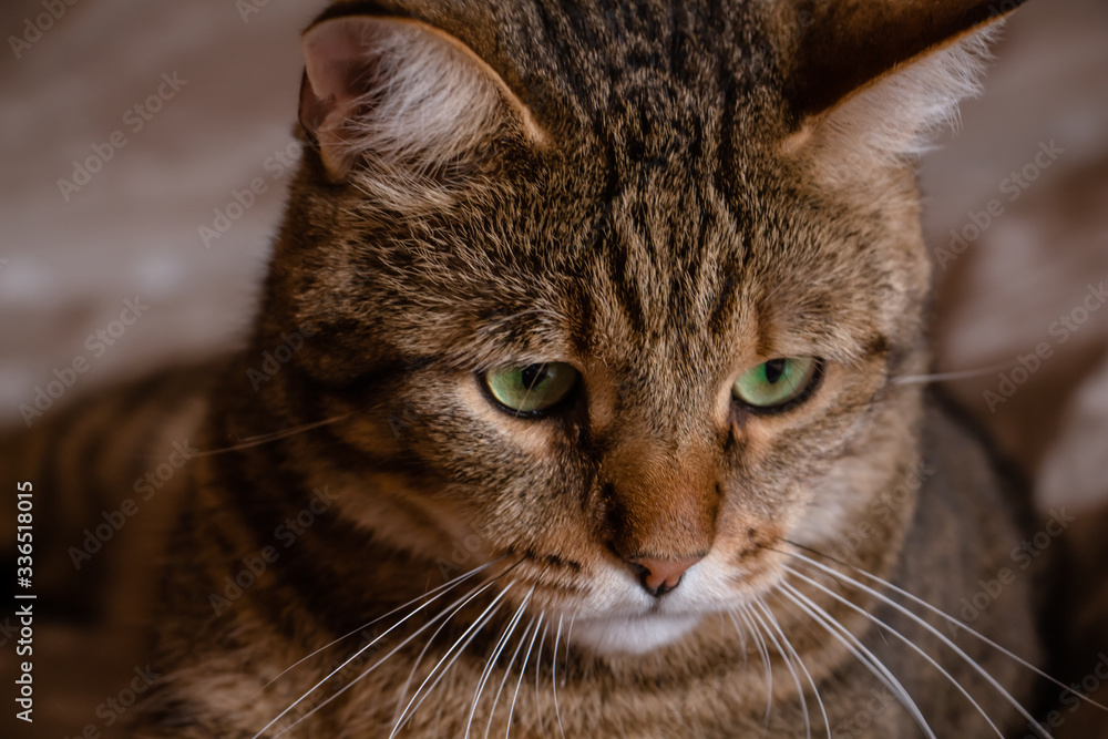 portrait of a cat who is looking at something very carefully portrait of a cat who is looking at something very carefully