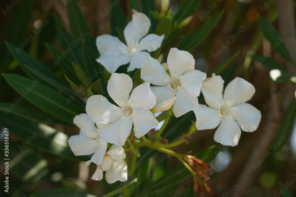 Obraz premium white flowers in the garden