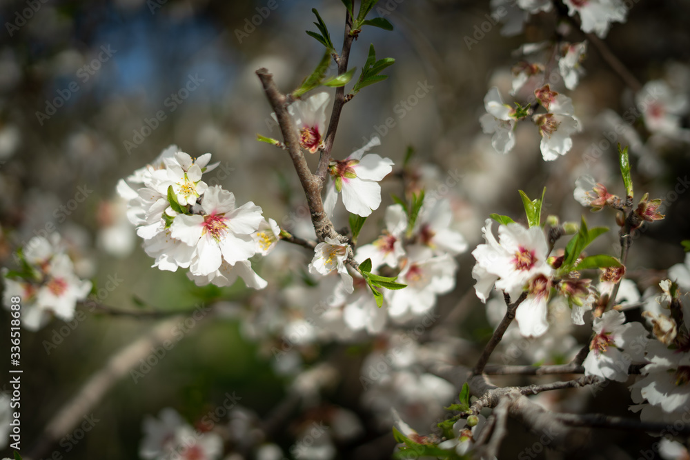 Flowers in spring time on an almond tree Flowers in spring time on an almond tree
